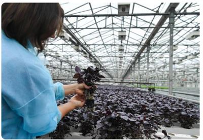 china 6 mil clear plastic sheeting for greenhouse