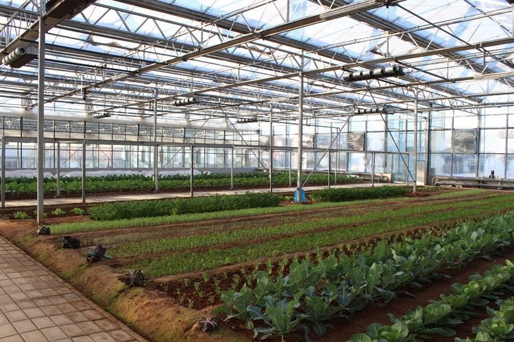 Glass Greenhouse with Hydroponic System
