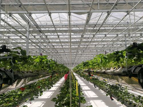 Characteristics and scope of application of glass greenhouse