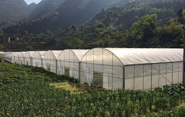 Basic construction requirements for common greenhouses Basic construction requirements for common greenhouses