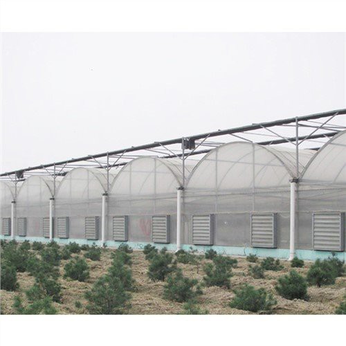 50 X 100 Plastik Rumah Hijau