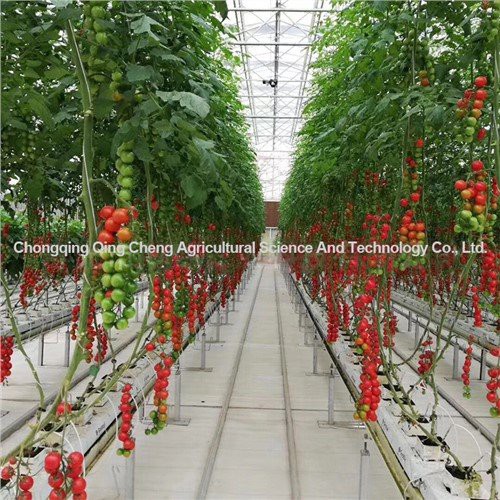 Rumah hijau tomato dan timun