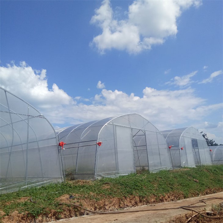 Rumah Hijau Filem Plastik Single-Span